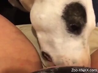 Dog licks woman's wet cunt and makes her come