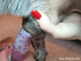 Clothed beauty puts the dog's cock in her mouth