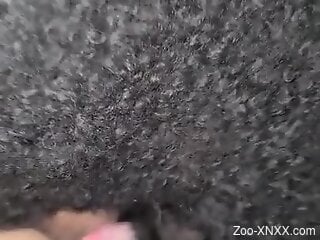 Amateur woman feels the furry dog's cock hard in her muff