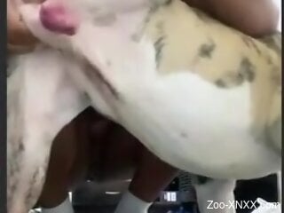 Nude woman plays with the dog's dick in a sexy attempts