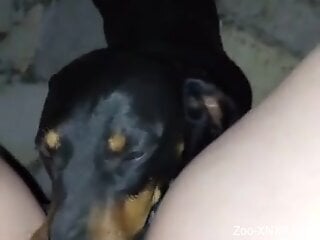 Dog licks woman's wet pussy until she comes harder than ever