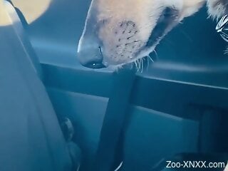 Dog licks man's cock on the backseat during amateur zoophilia