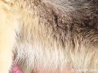 Hot brunette plays with the dog dick in excellent outdoor scenes