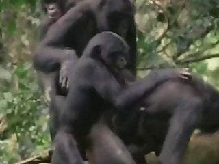 zoo porn clips