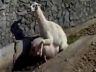 Dog Sex Zoo
