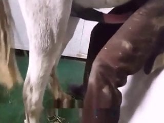 sex with animals video
