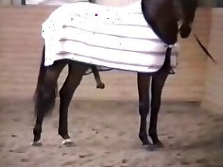 Free bestiality and zoophilia porn