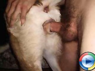 Animal porn and bestiality