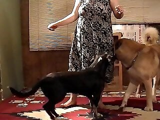 Dog sex