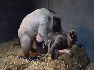 GirlHorseSex