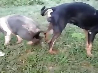 Dog Sex Zoo