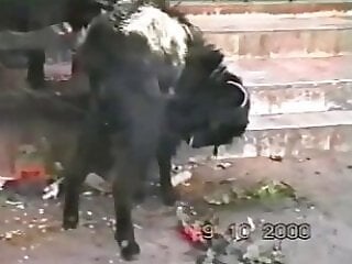 Zoo-XXX-Porn
