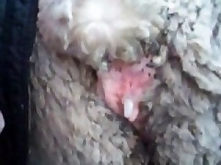 ZooPorno