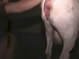 Girl And Dog Sex